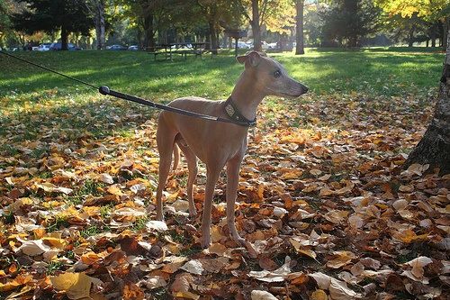 Yaprak yığınının ortasında duran bir köpek