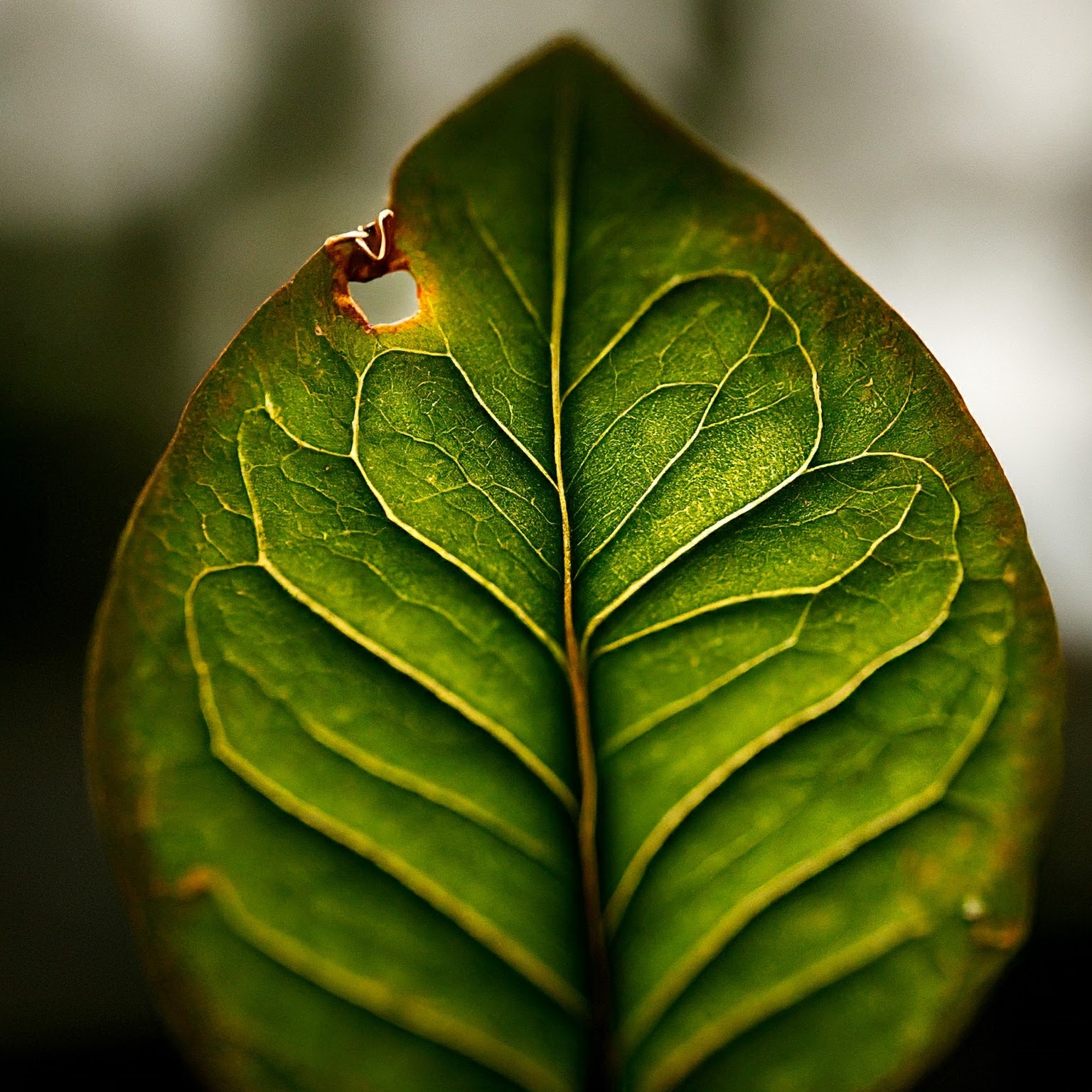 macro lens sample image