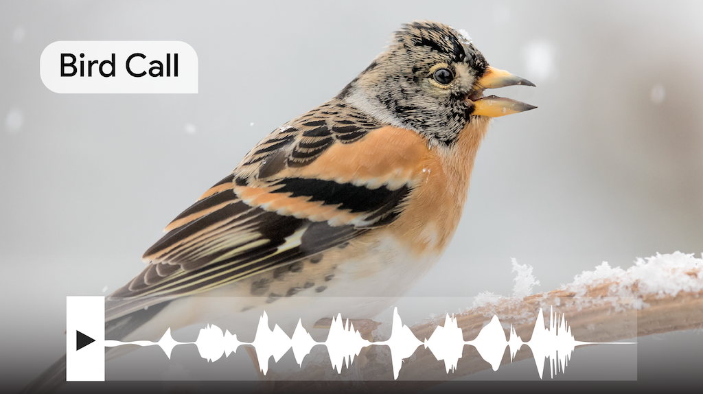 Die Wellenform eines Vogelrufs wird über ein Foto des Vogels gelegt, mit dem die Wellenform übereinstimmt.