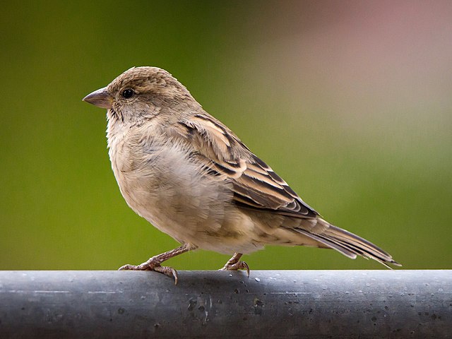 Photographie en gros plan d&#39;un moineau domestique